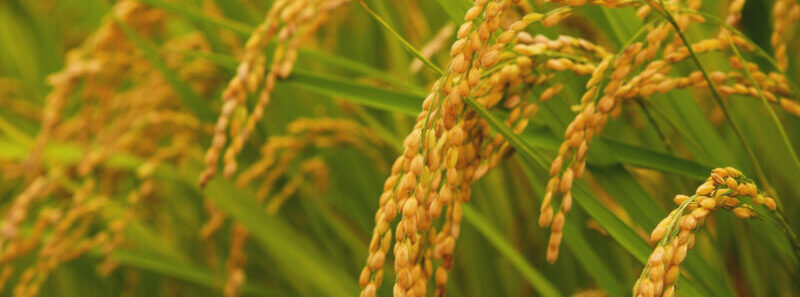 2025年産米の生産量と変動要因：高水準の収穫が期待のアイキャッチ画像