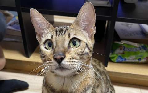 愛娘のミヤちゃん