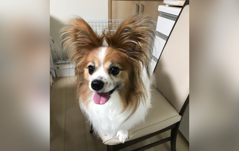 実家の愛犬
